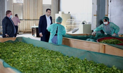 Lazi Tea Cultural Tour