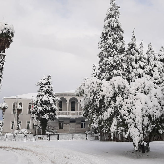 Anaseuli Institute tea tour - Tea Country