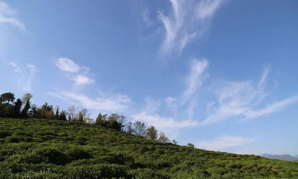 Martvili Tea Cultural Tour