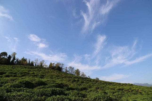 Martvili Tea Cultural Tour