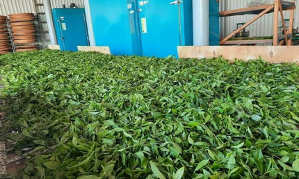 Martvili Tea Cultural Tour
