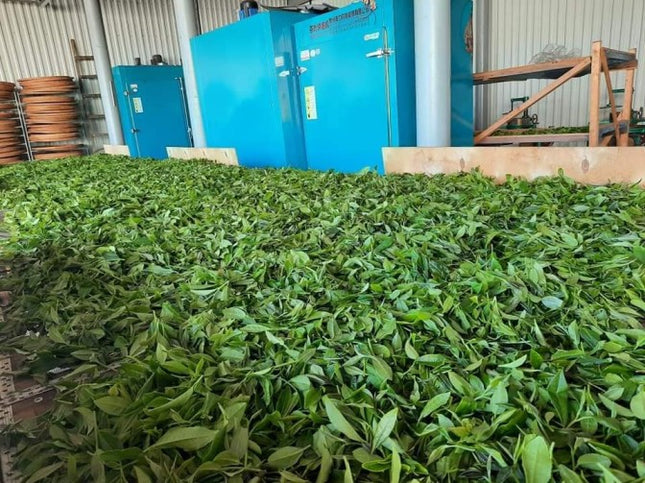 Martvili Tea Cultural Tour