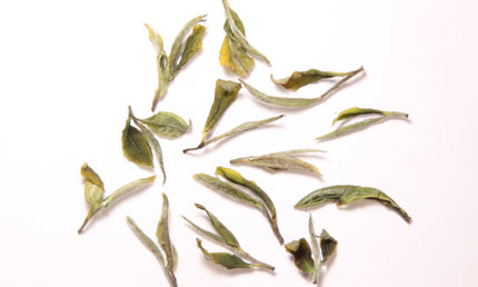 Wild white tea Terjola