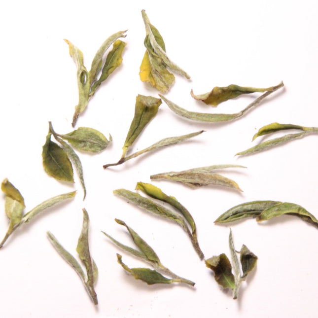 Wild white tea Terjola